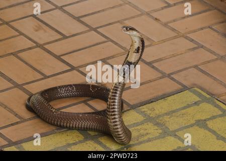 Cobra liegt auf dem Boden, eine mittelgroße Schlange. Es gibt ein ernstes Gift. Stockfoto