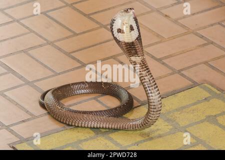 Cobra liegt auf dem Boden, eine mittelgroße Schlange. Es gibt ein ernstes Gift. Stockfoto