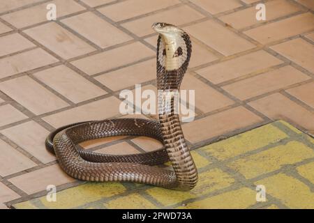 Cobra liegt auf dem Boden, eine mittelgroße Schlange. Es gibt ein ernstes Gift. Stockfoto