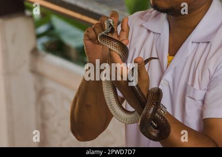 Die Sonnenstrahlschlange an den Händen von Männern ist eine nicht giftige Schlange. Der Körper ist schwarz bis dunkelbraun. Stockfoto