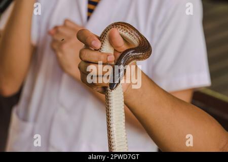 Die Sonnenstrahlschlange an den Händen von Männern ist eine nicht giftige Schlange. Der Körper ist schwarz bis dunkelbraun. Stockfoto