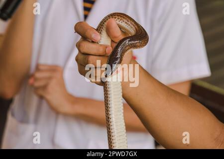 Die Sonnenstrahlschlange an den Händen von Männern ist eine nicht giftige Schlange. Der Körper ist schwarz bis dunkelbraun. Stockfoto