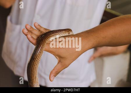 Die Sonnenstrahlschlange an den Händen von Männern ist eine nicht giftige Schlange. Der Körper ist schwarz bis dunkelbraun. Stockfoto