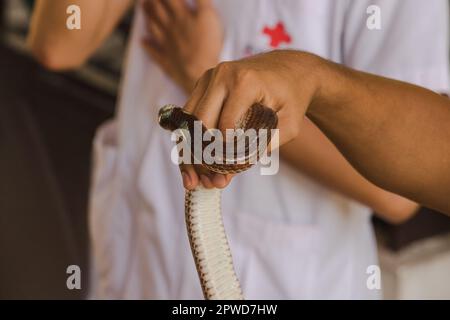 Die Sonnenstrahlschlange an den Händen von Männern ist eine nicht giftige Schlange. Der Körper ist schwarz bis dunkelbraun. Stockfoto