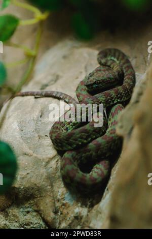 Trimeresurus ist eine Schlange der Gattung der viperidae (Schlange), die neu entdeckte Art ist phuket Pitviper Stockfoto