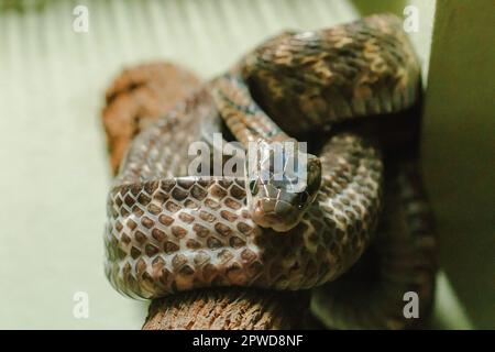 Hundezahnkatzenschlange auf einem Ast mit großen Augen Nocturnal Stockfoto