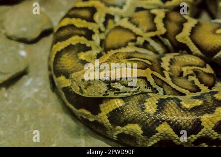 Python Bivittatus ist eine große, giftige Schlange, eine der sechs größten Schlangen der Welt. Stockfoto