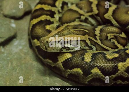 Python Bivittatus ist eine große, giftige Schlange, eine der sechs größten Schlangen der Welt. Stockfoto