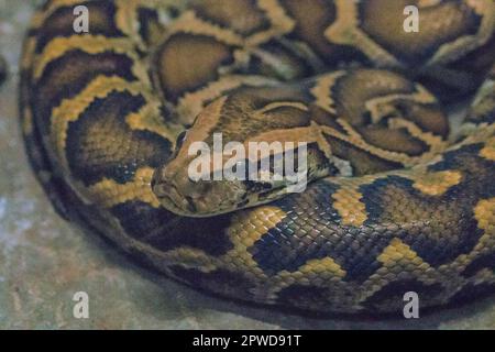 Python Bivittatus ist eine große, giftige Schlange, eine der sechs größten Schlangen der Welt. Stockfoto