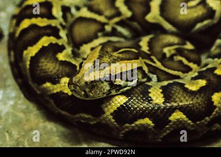 Python Bivittatus ist eine große, giftige Schlange, eine der sechs größten Schlangen der Welt. Stockfoto