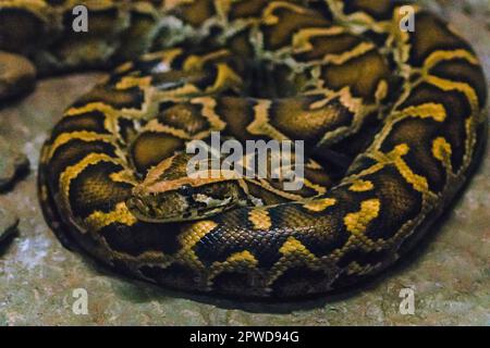 Python Bivittatus ist eine große, giftige Schlange, eine der sechs größten Schlangen der Welt. Stockfoto