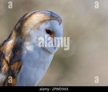 Scheuneneule (Tyto alba) Gefangenes Vogelporträt Stockfoto