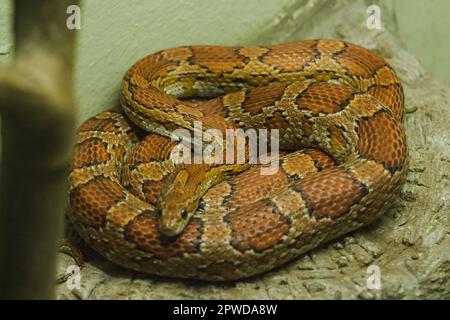 Corn Snake on the Rock ist eine Schlange, die sehr beliebt ist, um schöne Farben zu erzeugen Stockfoto