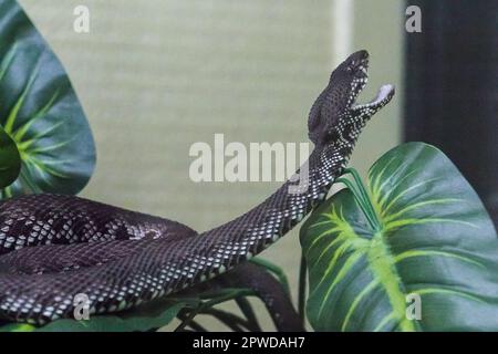 Der Pitviper auf dem Baumkörper hat ein wellenförmiges grünes Muster. Eine große Giftschlange Stockfoto