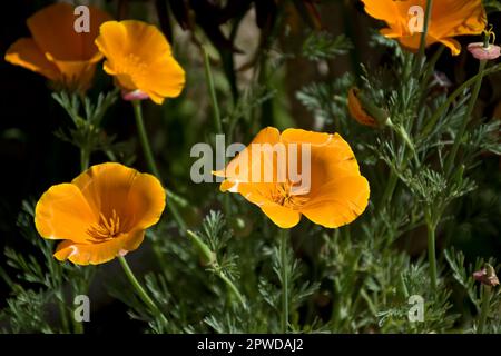 Golden Orange California Mohn blüht im sonnigen und regnerischen Frühling auf dem Feld und in der Wüste Stockfoto