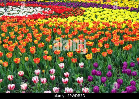 Mehrfarbige Tulpen in einem Park Stockfoto