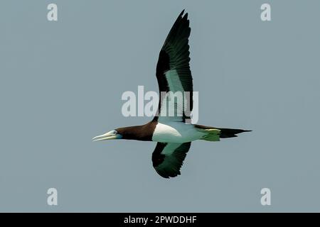 Brauner Booby, Sula leucogaster auf Lacepede Islands, Kimberley Coast, WA, Australien Stockfoto