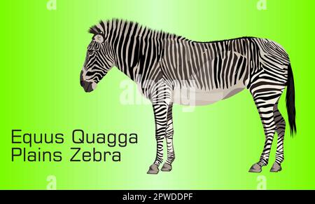 Das Plains Zebra - Illustration, Zebra im abstrakten Hintergrund Stock Vektor