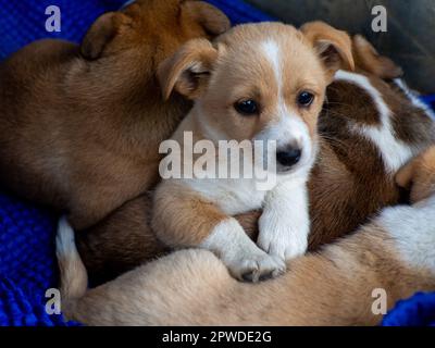 Ein Pack streunender Hunde. Die Hündchen schlafen aufeinander gestapelt. Zum Problem der Obdachlosen. Ein Haufen Straßenwelpen schlafen auf dem "Together On" Stockfoto