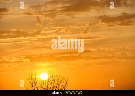 Sonnenuntergang hinter dem Baum am gelben Himmel Stockfoto