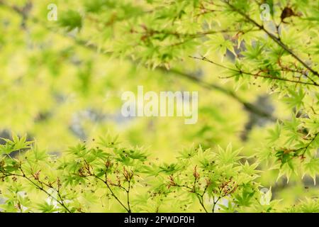 Wunderschöne junge grüne Laven eines Acer Palmatum, allgemein bekannt als japanischer Ahorn- oder Palmatenapfel-Baum im Frühling mit verschwommenem Hintergrund Stockfoto