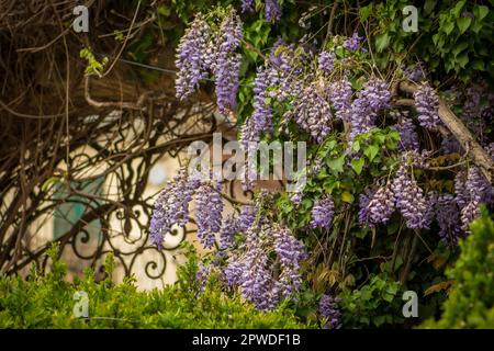 Wunderschöner Baum aus lila oder lila Wisteria, der von den Balkonen und Fenstern hängt und im Frühling von üppiger Vegetation umgeben ist Stockfoto