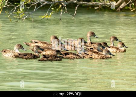 Grey Teals, Anas gracilis auf Red Zone Creek, Kimberley Coast, WA, Australien Stockfoto