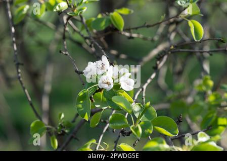 Birne, pyrus communis Frühlingsblumen, selektiver Fokus Stockfoto