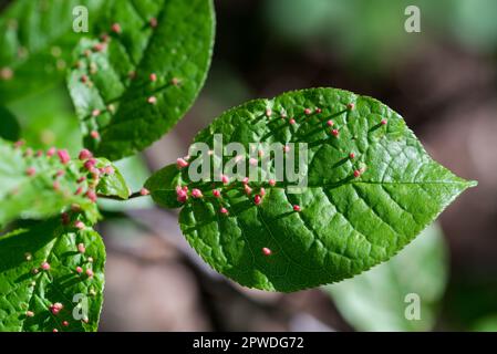 Blätter mit Kalk-Gallenmilbe (Eriophyes tiliae)-Nahaufnahme-Selektivfokus Stockfoto