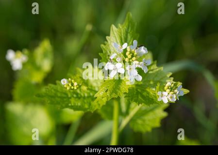Alliaria petiolata, Knoblauchsenf, weiße Blüten, selektiver Fokus Stockfoto