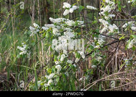 Vogelkirsche, Prunus padus, weißer Blütenstrauch, selektiver Fokus Stockfoto