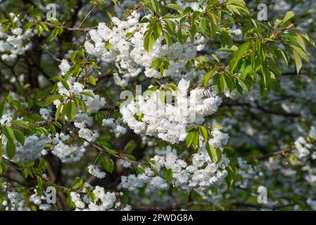 Prunus avium, süßer, weiß blühender Baum mit selektivem Fokus Stockfoto