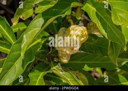 Morinda citrifolia, Noni Fruit Stockfoto