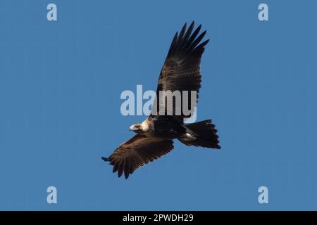 Wedge-Tailed Eagle, Aquila audax in Shelley Beach, Kimberley Coast, WA, Australien Stockfoto