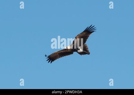 Wedge-Tailed Eagle in Shelley Beach, Kimberley Coast, WA, Australien Stockfoto