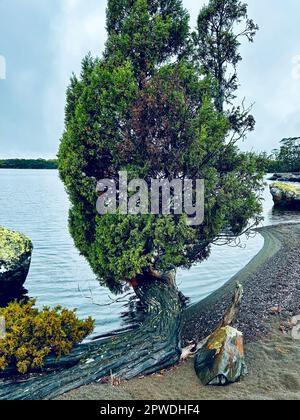 Eine einsame Pinie am Ufer des Lake Ina Tasmania Stockfoto