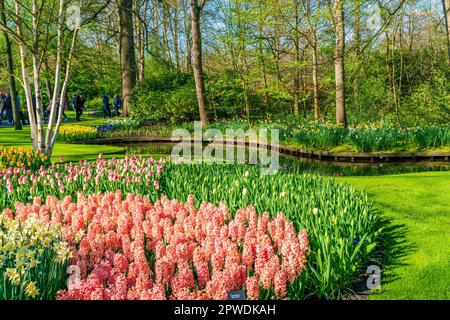 LISSE, HOLLAND - 19. APRIL 2023: Blühende Blumen im Keukenhof Park, einem der weltweit größten Blumengärten Stockfoto