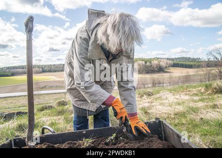 Seniorin pflanzt einen Erdbeerseedling, arbeitet mit Erdbeerpflanzen in Palettenhalter Hochbeet. Gartenkonzept. Schweden. Stockfoto