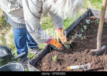 Seniorin pflanzt einen Erdbeerseedling, arbeitet mit Erdbeerpflanzen in Palettenkragen Hochbeet. Gartenkonzept. Schweden. Stockfoto