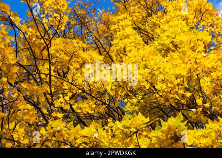 Herbst. Gelber Herbst vor einem klaren blauen Himmel. Stockfoto