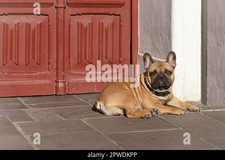 Die französische Bulldogge von Fawn liegt auf der Straße. Hunderasse. Stockfoto