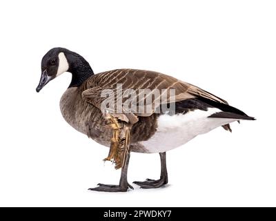 Kleine Kanadische Gans mit Engelsflügel, Seitenwege. Der Blick von der Kamera weg. Isoliert auf weißem Hintergrund. Stockfoto