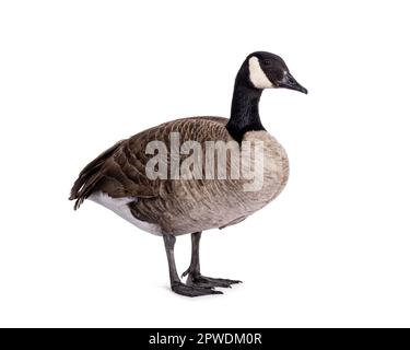 Kleine Kanadische Gans, Seitenwege. Kopf nach oben und zur Seite. Isoliert auf weißem Hintergrund. Stockfoto