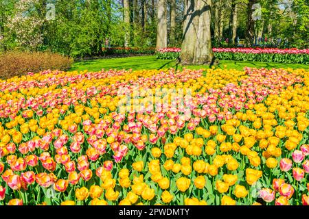 LISSE, HOLLAND - 19. APRIL 2023: Blühende Tulpen im Keukenhof Park, einem der weltweit größten Blumengärten Stockfoto