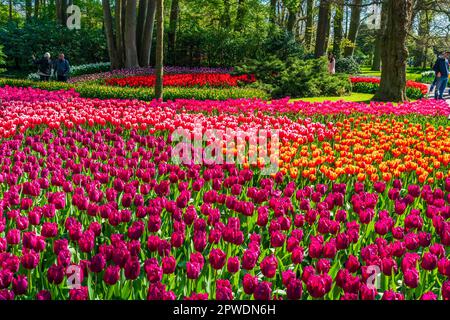 LISSE, HOLLAND - 19. APRIL 2023: Blühende Tulpen im Keukenhof Park, einem der weltweit größten Blumengärten Stockfoto