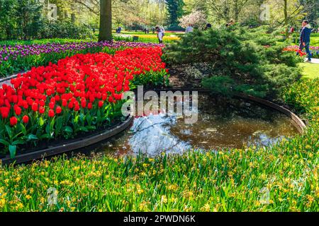 LISSE, HOLLAND - 19. APRIL 2023: Blühende Tulpen im Keukenhof Park, einem der weltweit größten Blumengärten Stockfoto