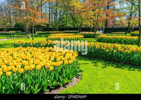 LISSE, HOLLAND - 19. APRIL 2023: Blühende Tulpen im Keukenhof Park, einem der weltweit größten Blumengärten Stockfoto