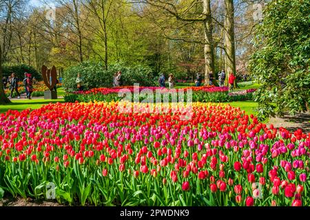 LISSE, HOLLAND - 19. APRIL 2023: Blühende Tulpen im Keukenhof Park, einem der weltweit größten Blumengärten Stockfoto