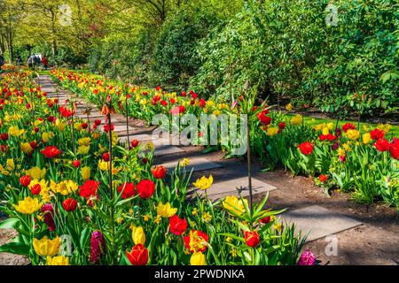 LISSE, HOLLAND - 19. APRIL 2023: Blühende Tulpen im Keukenhof Park, einem der weltweit größten Blumengärten Stockfoto