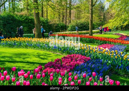 LISSE, HOLLAND - 19. APRIL 2023: Besucher genießen blühende Tulpen im Keukenhof Park, einem der weltweit größten Blumengärten Stockfoto